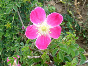 Rosa sp
